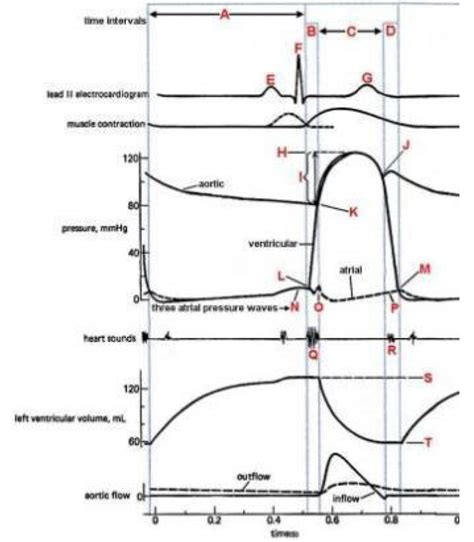 Wigger S Diagram Diagram Quizlet