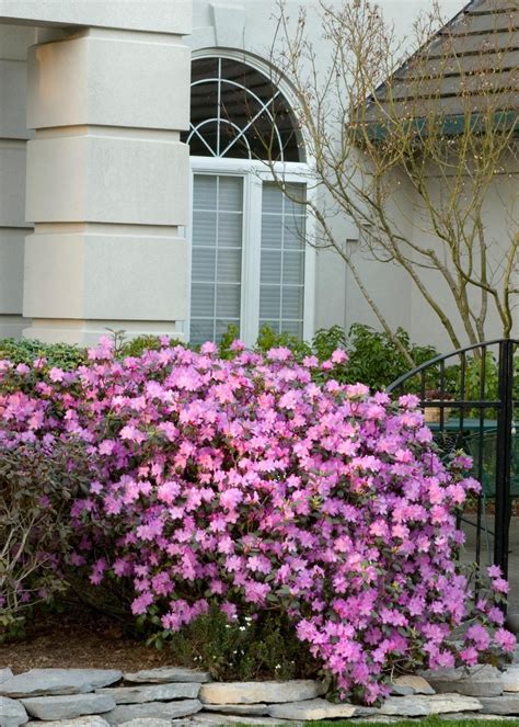 How to grow and care for rhododendron – Artofit