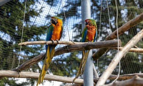 Swearing parrots pose risk of vulgar clock chaos in wildlife park - KNEWS - The English Edition ...