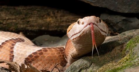 Texas Rat Snake vs Copperhead Snakes: A Comparison of Habitat, Color, Size, Venom, and Diet ...