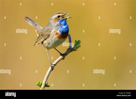 White Spotted Bluethroat Luscinia Svecica Cyanecula Singing Male