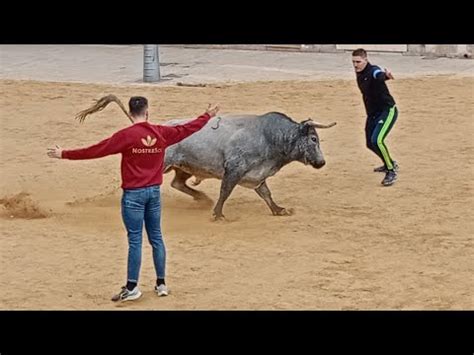 Festejos Taurinos En Almacera 2024 Toro Cerril El Saltillo ACT Sant