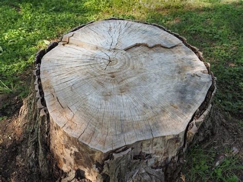 Premium Photo Cross Section Of Tree Trunk