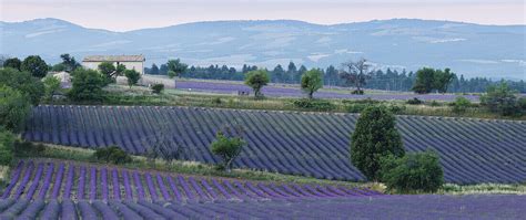 Lavendelfelder Lavendel Lat Lavendula Bild Kaufen 71022634