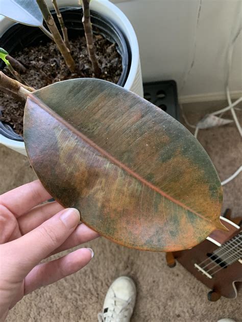 My Rubber Tree Has Been Dropping Its Bottom Leaves And They Look Like