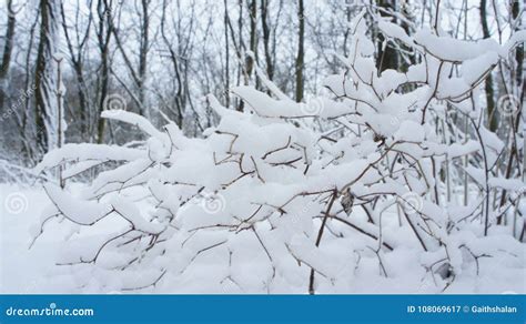 Rvores Congeladas Neve Na Neve Da Rvore No Parque Imagem De Stock