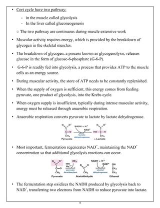 Metabolic Fate Of Pyruvate And Cori Cycle And Alanine Cycle Cori