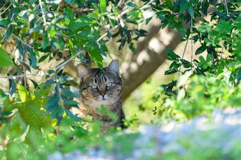 Aqui há Gato andou pelas ruas de Lisboa Provedoria dos Animais de