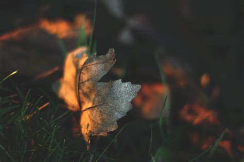 Wallpaper Sunlight Leaves Depth Of Field Nature Reflection Grass