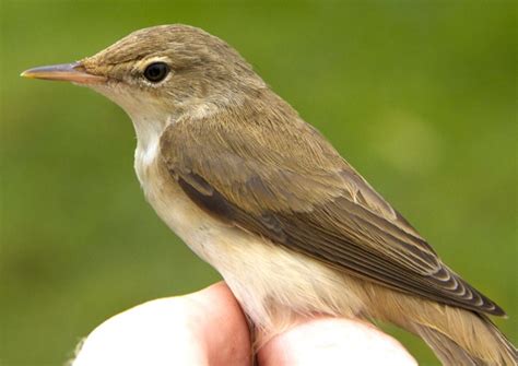 Marsh Warbler