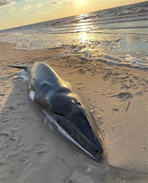 Whale In 'Extremely Poor' Health Euthanized On NJ Beach, Marine