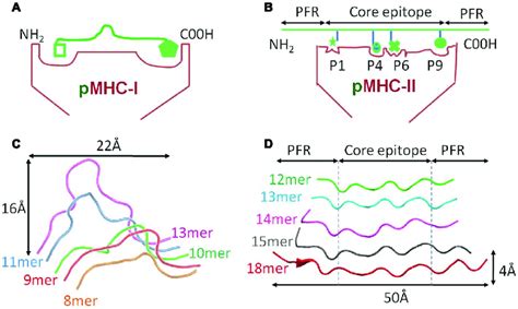 Comparison Of Peptide Conformations Presented By Mhc I And Mhc Ii