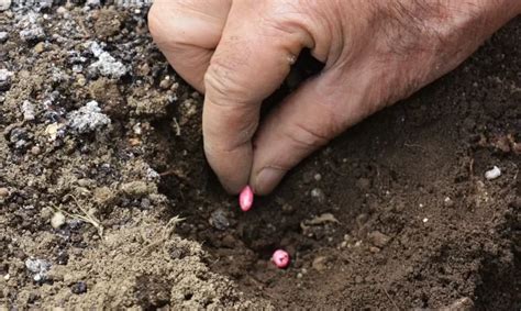 How Many Lettuce Seeds Per Hole The Garden Bug Detroit