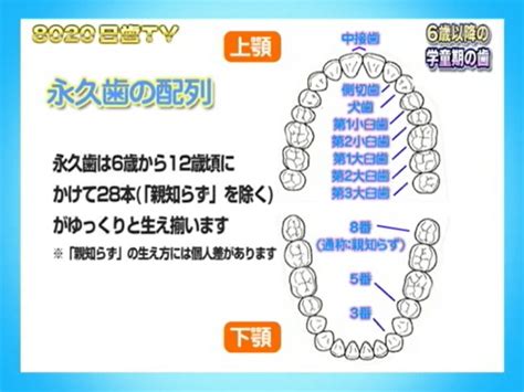 歯とお口の発生と育ち方 歯とお口のことなら何でもわかる テーマパーク8020