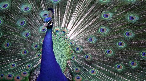 Peafowl Wallpapers Top Free Peafowl Backgrounds Wallpaperaccess