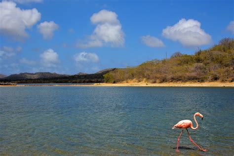 Flamingo at Lake Gotomeer North of Kralendijk, Bonaire - Encircle Photos