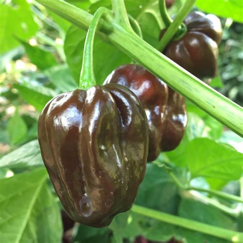 Jamaican Hot Chocolate Pepper Seeds Tyler Farms