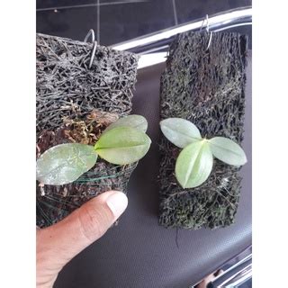 Jual Anggrek Phalaenopsis Gigantea Shopee Indonesia