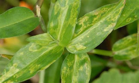 Cucumber Mosaic Virus: A Tricky Viral Disease - Epic Gardening