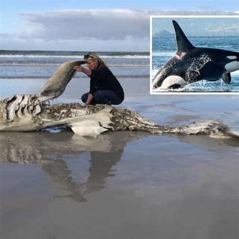 Orcas Eat Shark Liver Stunning Footage Captures Moment Shark Has Insides Eaten Out By Gang Of