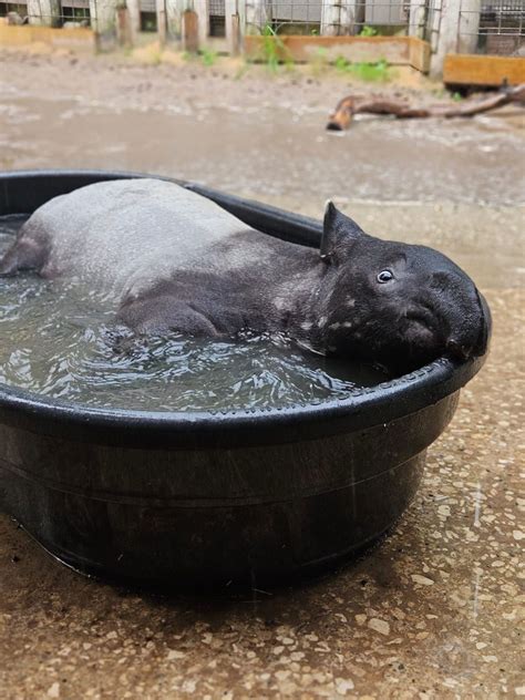 ZooTampa goes the ‘extra mile’ to keep animals cool during summer heat