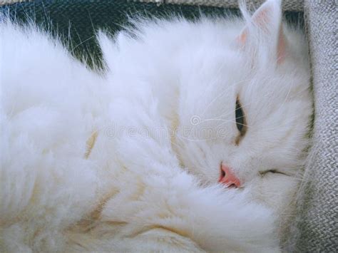 Life Of A White Fluffy Cat Turkish Angora Breed Stock Photo Image