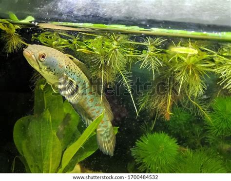 Snakehead Fish Aquarium Tank Stock Photo 1700484532 | Shutterstock