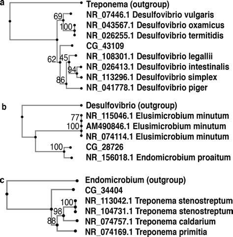 Phylogenetic Trees Of Microbes Identified From The Oryctes Rhinoceros