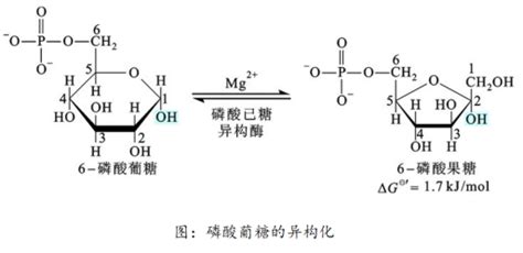 生物考研 生化知识点51糖酵解各个反应 知乎