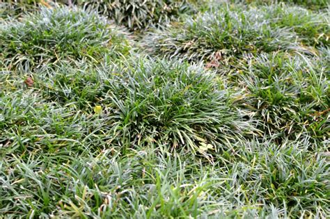 OPHIOPOGON japonicus Minor nain persistant Pépinière du Penthièvre