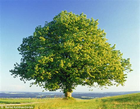 English Walnut Tree - Heart healthy, antioxidant rich natural treats ...