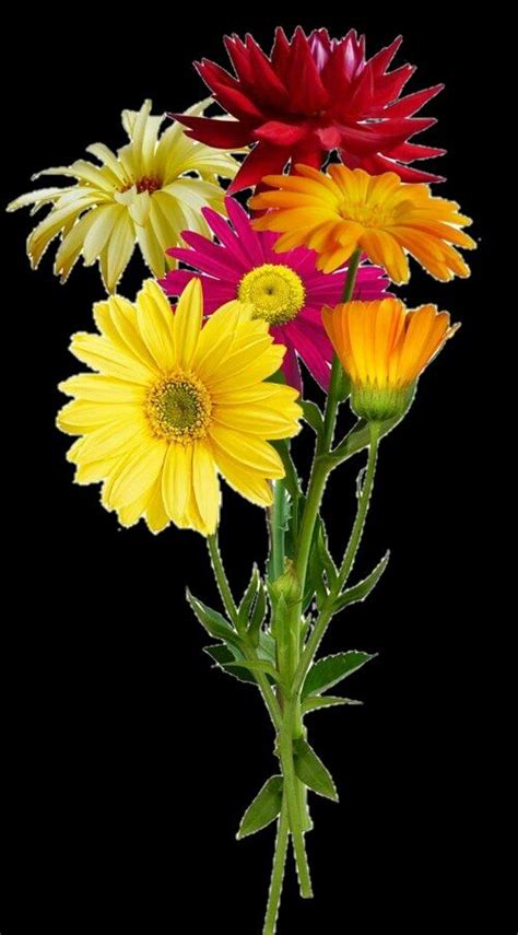 Pin von Leni CustÃ³dio Da Silva auf Flores maravilhosas