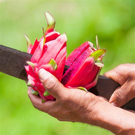 Organic Dragon Fruit Smoothie Packs