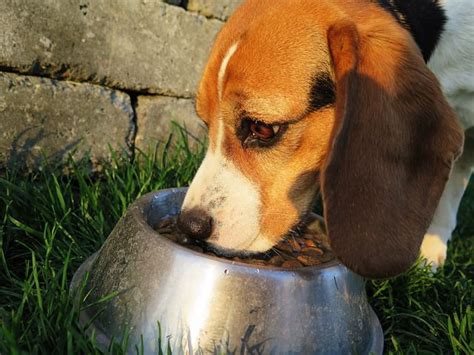 How to Buy Dog Food in Bulk? | PetCareRx