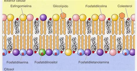 Bioquimica Lipidos Y Membranas