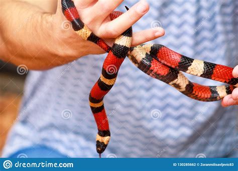 Boy With Snakes Man Holds In Hands Reptile Milk Snake Lampropeltis