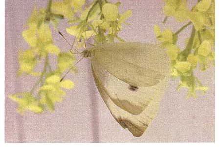 The Life Cycle of the Brassica Butterfly, Pieris rapae | Download ...