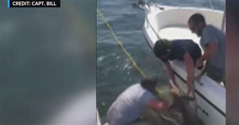 Caught On Camera Deer Rescued From Long Island Sound Cbs New York