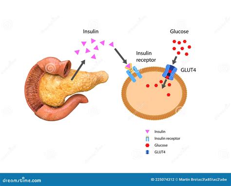 Insulin Regulates The Metabolism And Is The Key That Unlocks The Cell S