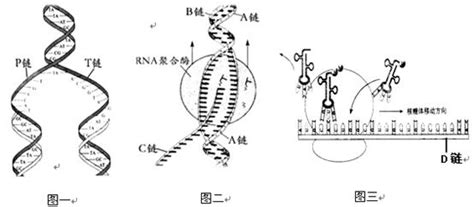 19决定蛋白质分子特异性的直接原因是 ADNA碱基序列的特异性 B氨基酸的排列顺序 C基因的编码区 D碱基互补配对原则青夏教育