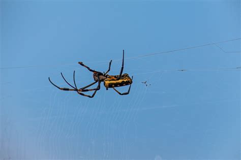 Golden Orb Spider Veronikas Photos