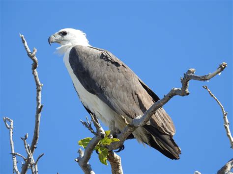 White Bellied Sea Eagle Haliaeetus Leucogaster