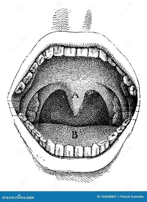 Mouth Inside Of The Cavity Vintage Engraving Stock Vector Illustration Of Base Vintage