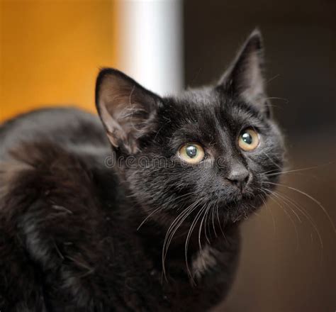 Schwarze Katze Mit Gelben Augen Stockfoto Bild Von Hintergrund Fell