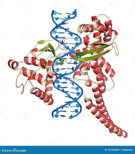 Topoisomerase I Topo I Dna Binding Enzyme Target Of A Number Of