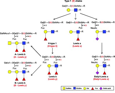 Schematic Representation Of The Terminal Abh Structures And Lewis