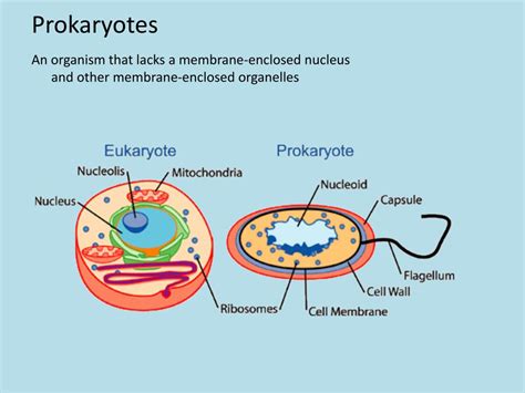 Ppt Prokaryotes Powerpoint Presentation Free Download Id2367588