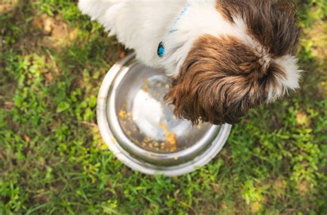 Mejorar La Alimentación De Tu Perro Tips Y Consejos