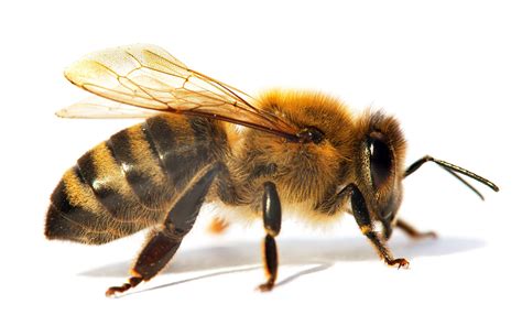 Wie Lange Leben Bienen Bienen Lebenserwartung