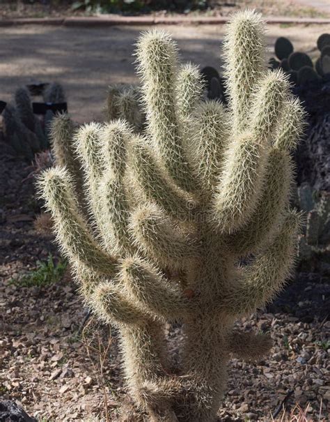 Cactus Cephalocereus Senilis Foto De Archivo Imagen De Cubo Hombre